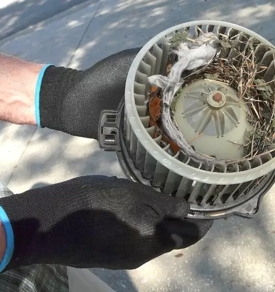 About Air Duct Mice Removal in Fountain, CO